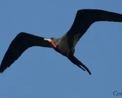 Fregata magnificens