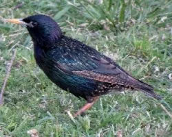 Sturnus vulgaris