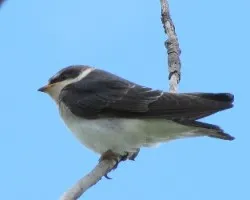 Tachycineta leucorrhoa