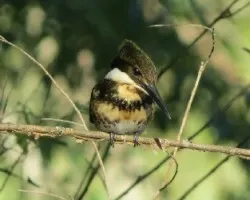 Chloroceryle americana