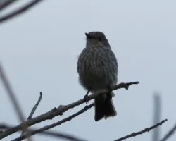 Myiophobus fasciatus