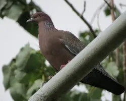 Patagioenas picazuro