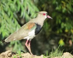 Vanellus chilensis