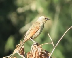 Oreopsar badius