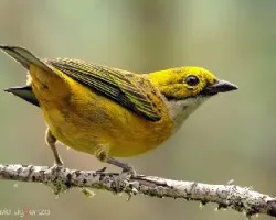 Tangara icterocephala