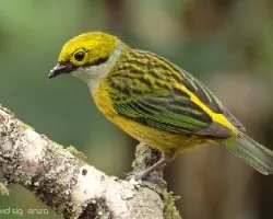 Tangara icterocephala