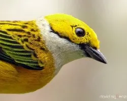 Tangara icterocephala