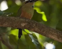 Eumomota superciliosa