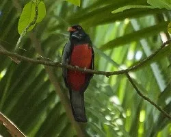Trogon massena