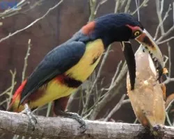 Pteroglossus torquatus