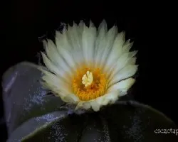 Astrophytum myriostigma 