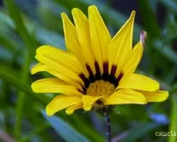 Gazania