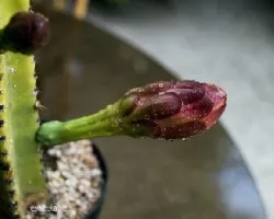 Trichocereus pachanoi