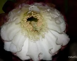 Trichocereus pachanoi