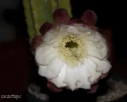 Trichocereus pachanoi