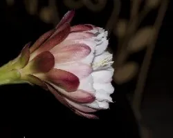 Trichocereus pachanoi