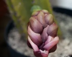 Trichocereus pachanoi