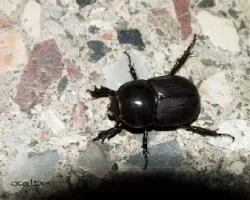Diloboderus abderus