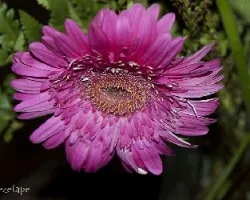 Gerbera jamesonii