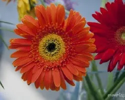Gerbera jamesonii