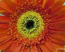 Gerbera jamesonii