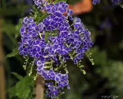 Duranta erecta