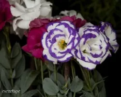 Eustoma grandiflorum