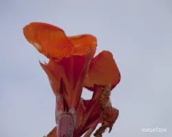 Canna indica