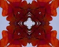 Despuntando el vicio