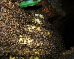 Abejas en tronco de ombú