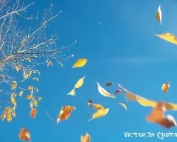 Hojas otoñales en fraile muerto