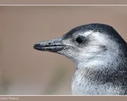 Spheniscus magellanicus