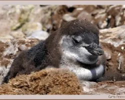 Spheniscus magellanicus