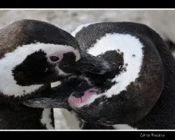 Spheniscus magellanicus