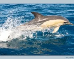 Lagenorhynchus obscurus