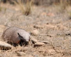 Chaetophractus villosus