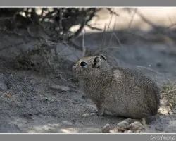 Microcavia australis
