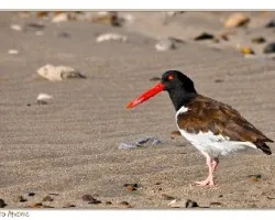 Haematopus palliatus