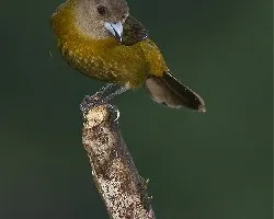 Ramphocelus passerinii