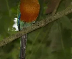 Baryphthengus martii