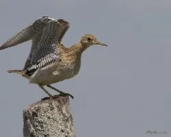 Bartramia longicauda