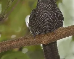 Cymbilaimus lineatus