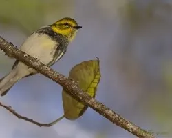 Setophaga virens