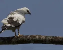 Leucopternis albicollis