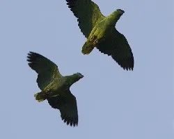 Amazona farinosa