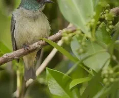 Dacnis venusta