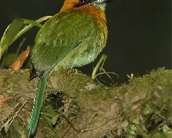 Electron platyrhynchum