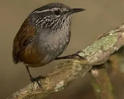 Henicorhina leucophrys