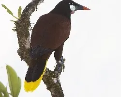 Psarocolius montezuma