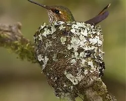 Selasphorus scintilla